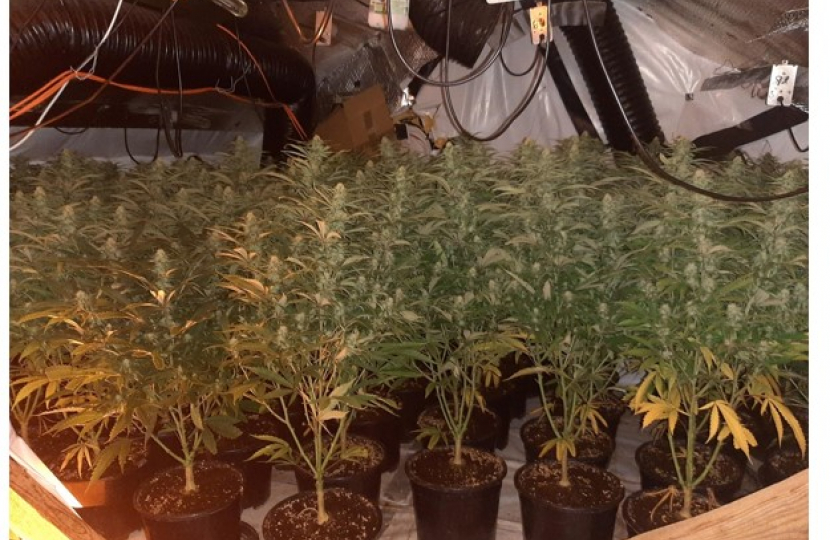 County Lines Intensification Week - Cannabis Factory in Aldershot